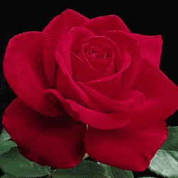 (¯`*•.¸,¤°´✿.｡.:* \ud835\udc08'м ᶤℕ \ud835\udc25\ud835\udc28\ud835\udce5ᗴ ŴιＴʰ \ud835\udd44\ud835\udd50 \ud835\udcf9\ud835\udcf8\ud835\udc2bт@\ud835\udc25 *.:｡.✿`°¤,¸.•*´¯)