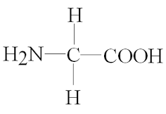 glycineH2N glycineH2N