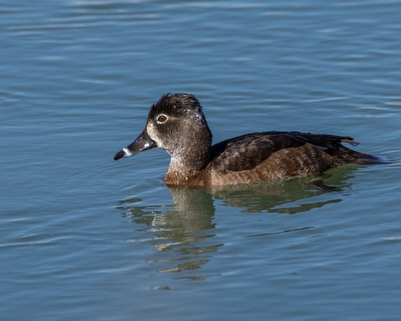 20250213-AguaCalientePark-138-Edit.jpg 20250213-AguaCalientePark-138-Edit.jpg