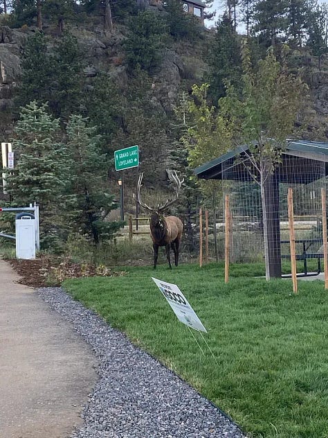 Elk are everywhere!
