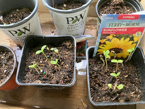 Pumpkins, tomatoes, sunflowers, peppers, and other seeds growing in pots