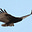 Zopilote Sky's avatar