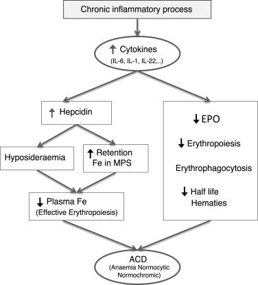 Anaemia of chronic diseases: Pathophysiology, diagnosis and treatment -  ScienceDirect