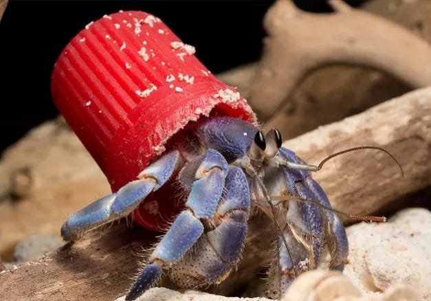 A purple hermit crab, facing right, wears a sandy red plastic cap as a shell. A purple hermit crab, facing right, wears a sandy red plastic cap as a shell.
