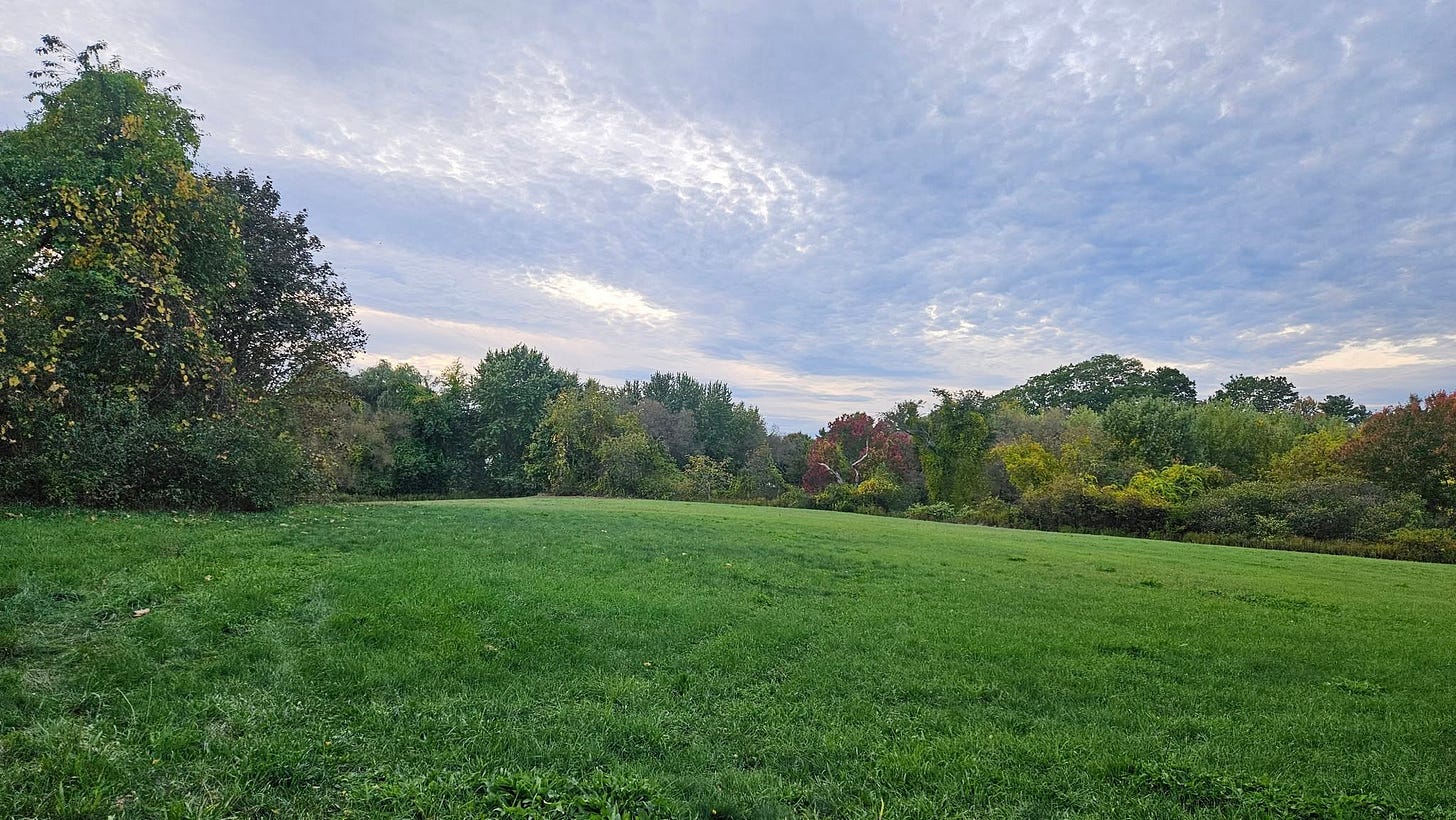 May be an image of deer, golf course, tree and grass