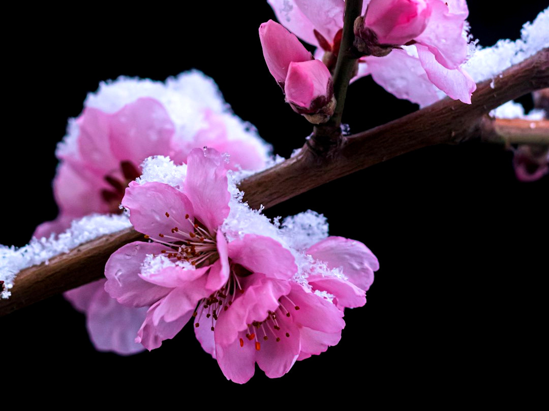 pink cherry blossom in close up photography