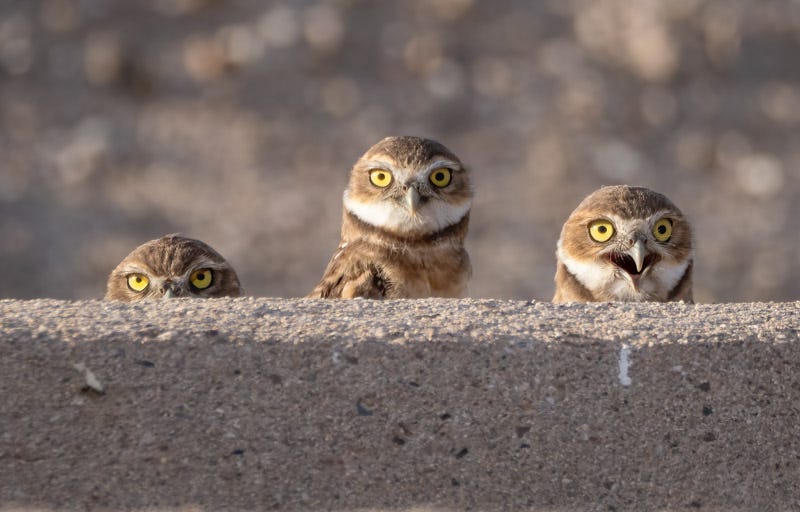 20250730-Marana-4-Edit.jpg 20250730-Marana-4-Edit.jpg