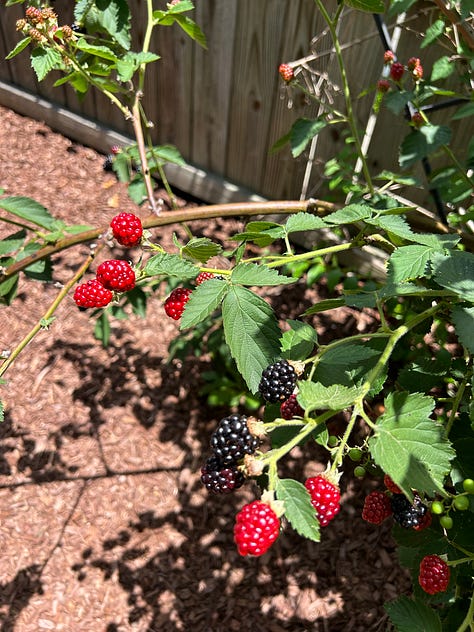 blackberries and shishito peppers