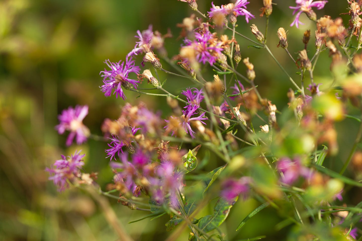 A close-up of a plant with lots of purple flowers
