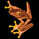 Copper Frog Press 