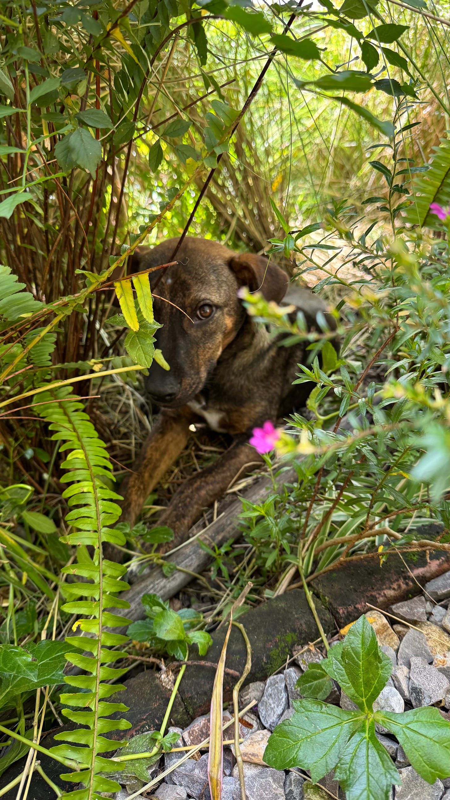 A puppy sitting in a bush.