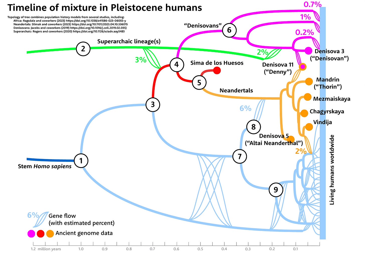 Graphic showing a tree of human, Neanderthal, and Denisovan relationships with networks of genetic interchange Graphic showing a tree of human, Neanderthal, and Denisovan relationships with networks of genetic interchange