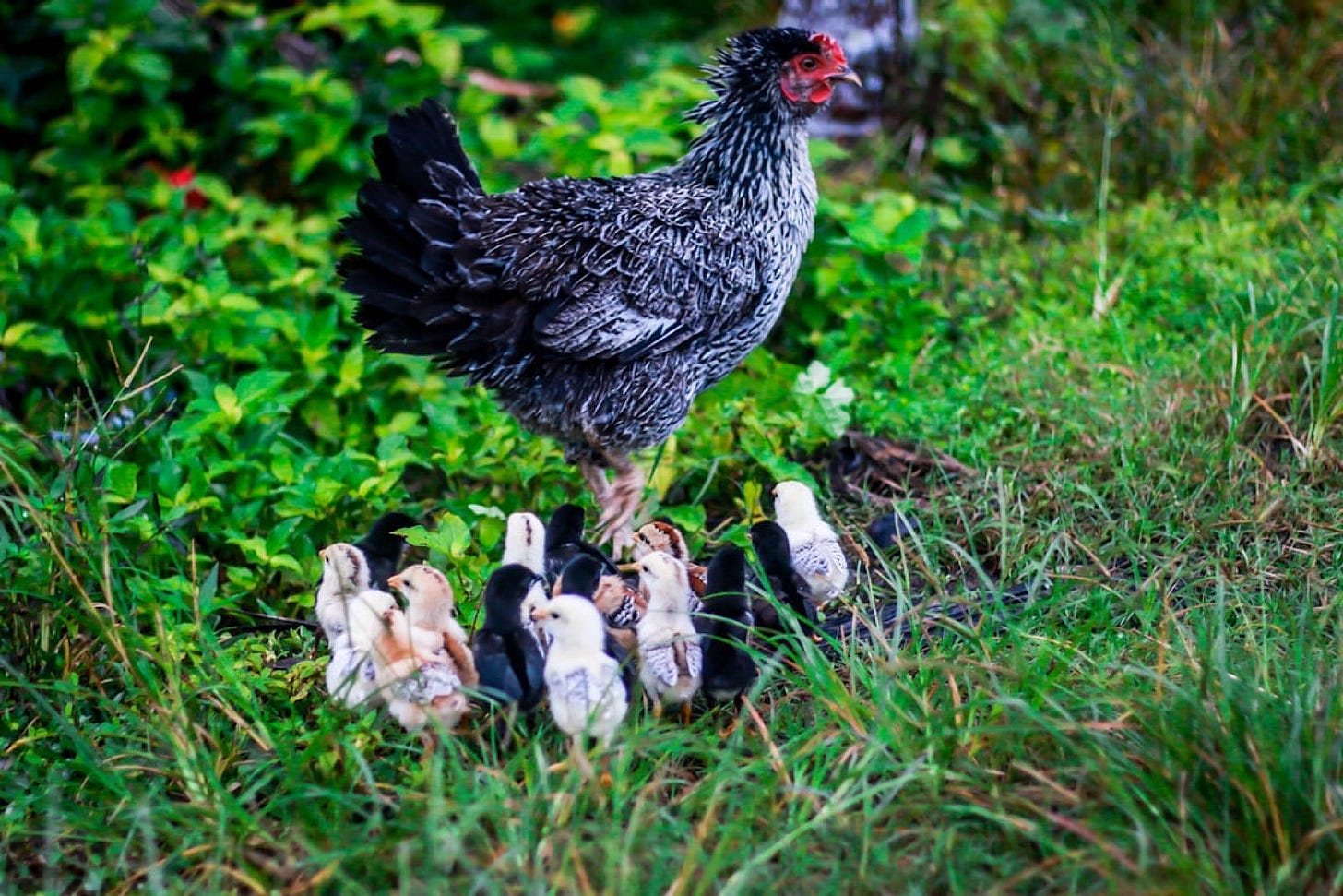 A feral hen standing in the bush with her chicks. Reminds me of those I have in my backyard. A feral hen standing in the bush with her chicks. Reminds me of those I have in my backyard.