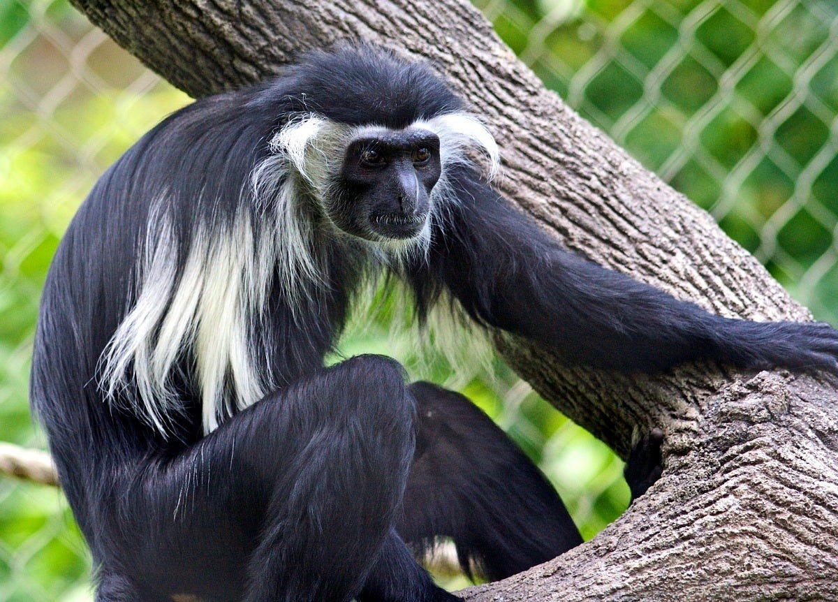 An Angola colobus monkey in 2007, not Alika. Image: Ryan E. Poplin via Wikimedia Commons