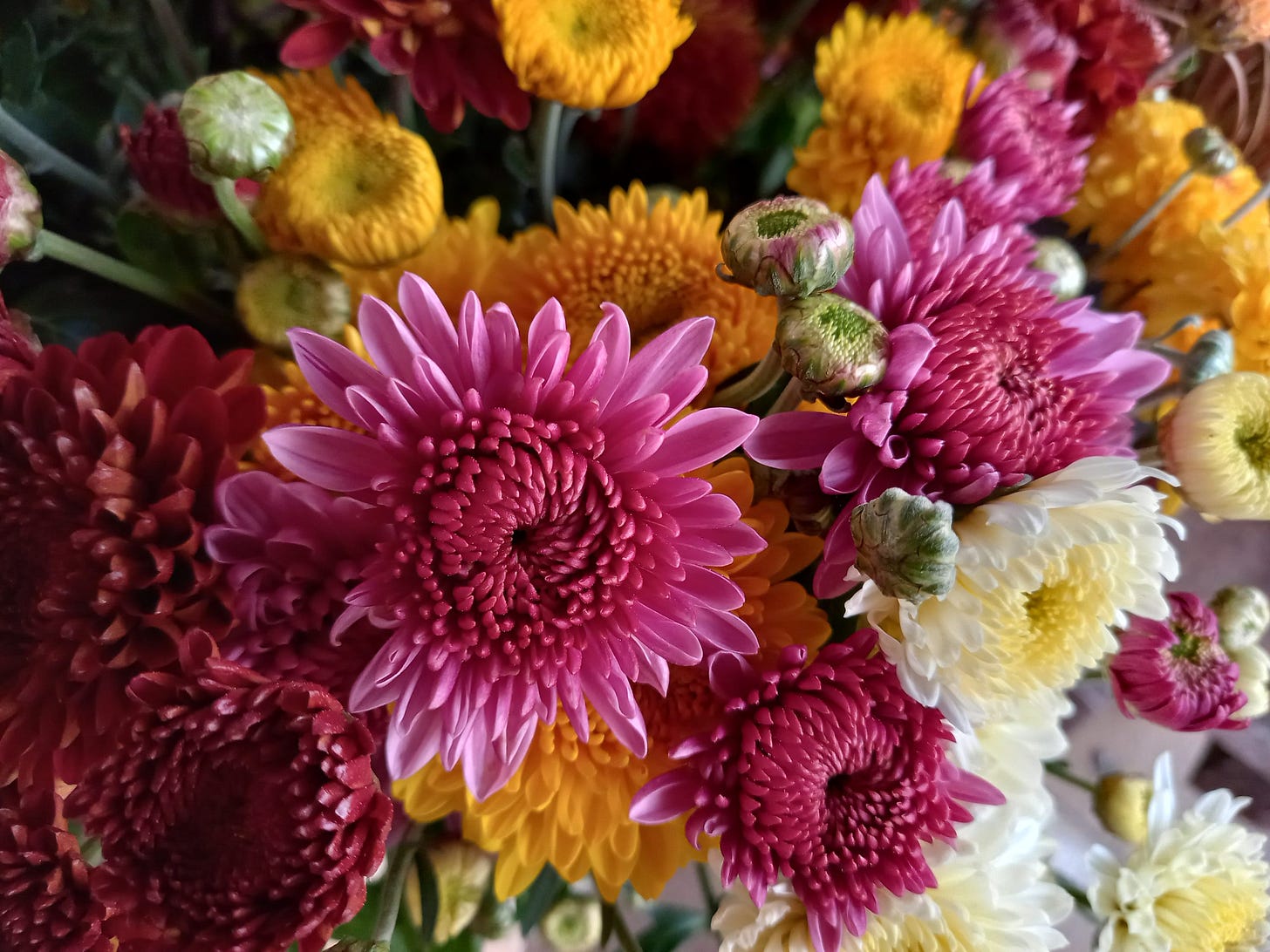 Chrysanthemum – The November Flower - The Flower Writer