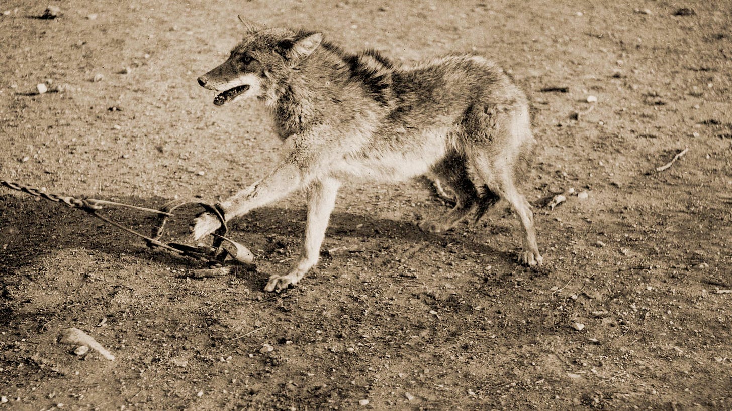 In a World That Still Traps Animals, Can Science Limit Suffering?