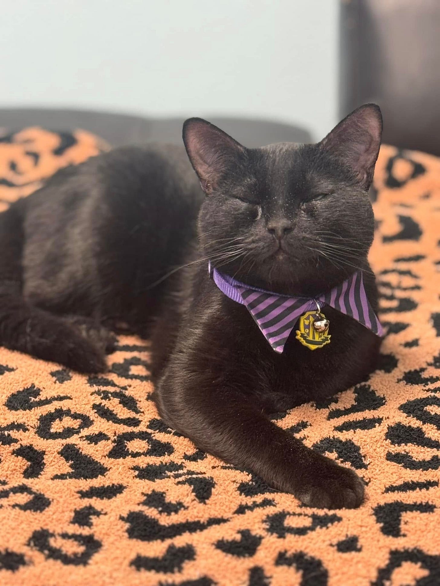 May be an image of cat May be an image of cat