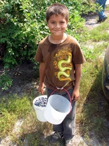 This child picks the blueberries we eat This child picks the blueberries we eat