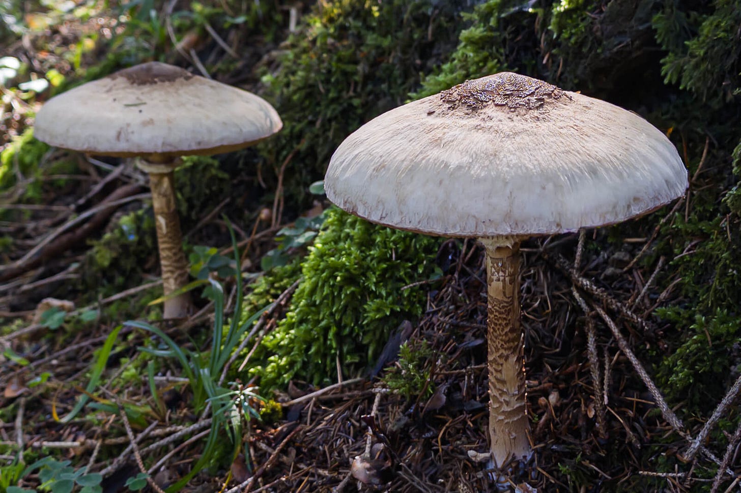 Zwei Parasol-Pilze (Schirmlinge oder lateinisch Macrolepiota procera) mit grossen, schirmförmigen Hüten und genatterten Stielen wachsen am Waldrand auf moosigem Boden. Zwei Parasol-Pilze (Schirmlinge oder lateinisch Macrolepiota procera) mit grossen, schirmförmigen Hüten und genatterten Stielen wachsen am Waldrand auf moosigem Boden.
