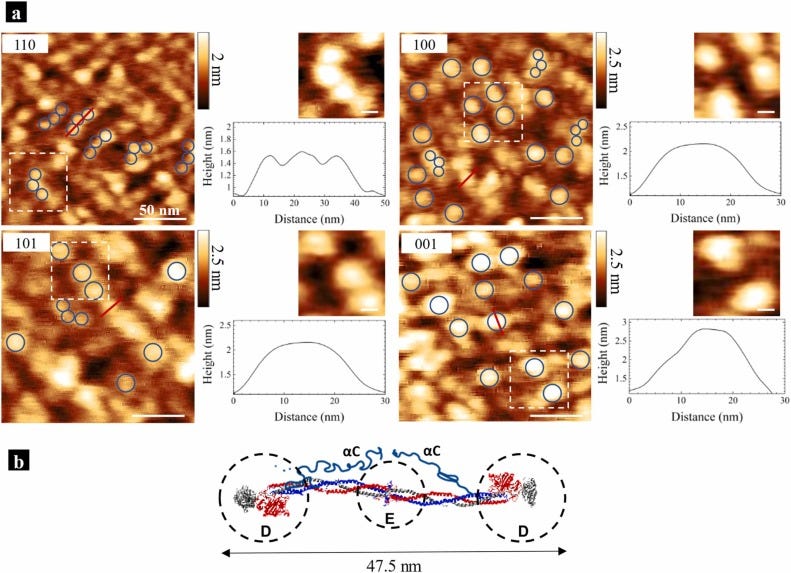 Rutile facet-dependent fibrinogen conformation: Why crystallographic  orientation matters - ScienceDirect