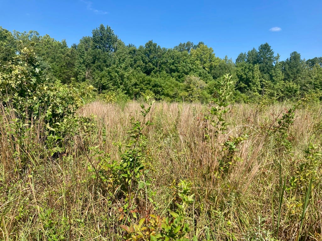 photo of meadow