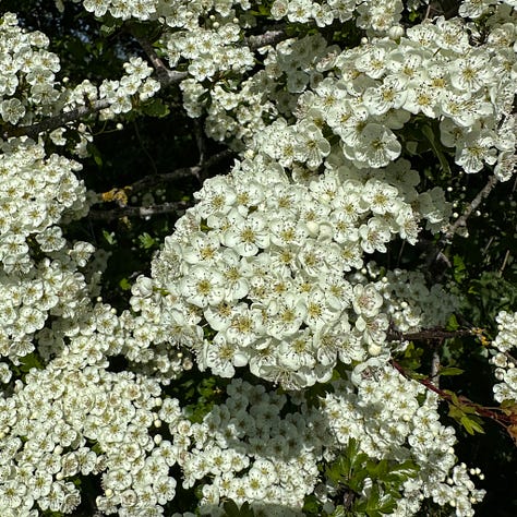 hawthorn trees May 2025