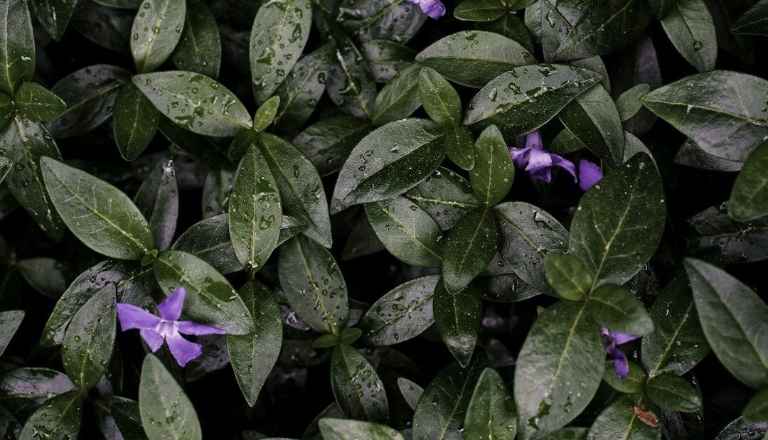 purple flower with green leaves