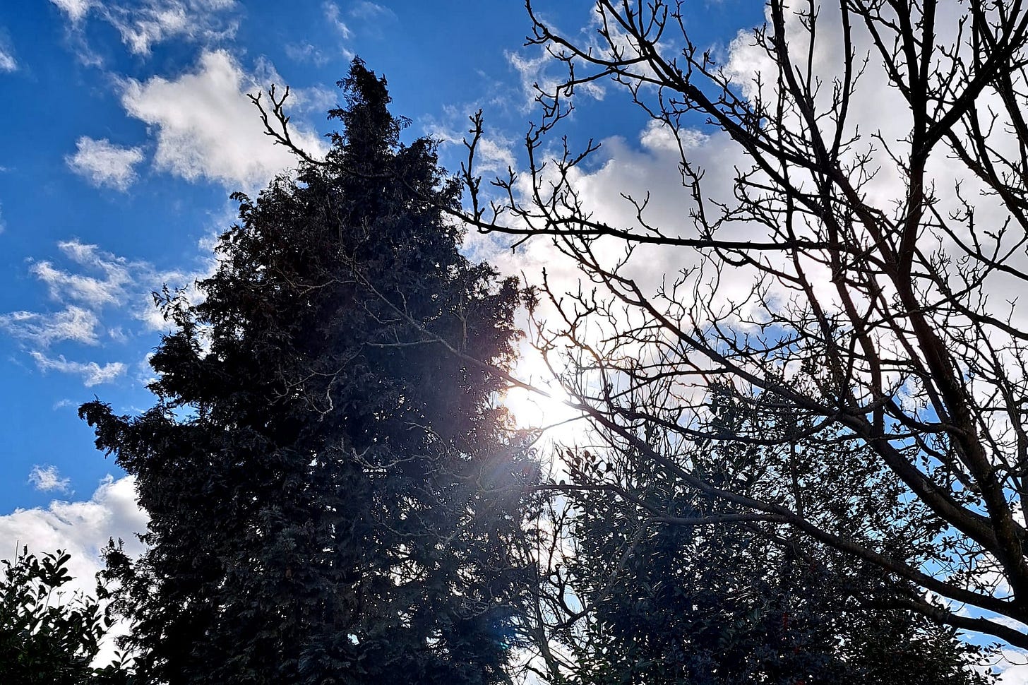 blue skies and trees