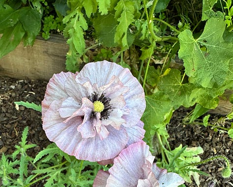 fruit and flowers bloom in the food forest