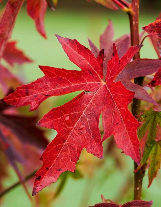 You Need More Trees — and So Do I - by Heather Evans