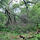 Removing large fallen oak limbs.