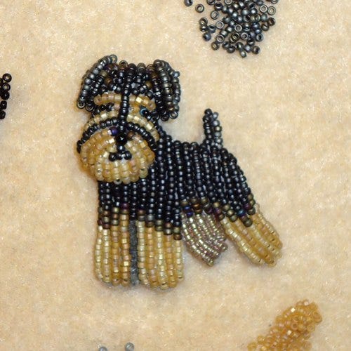 MiniatureSchnauzer3 MiniatureSchnauzer3
