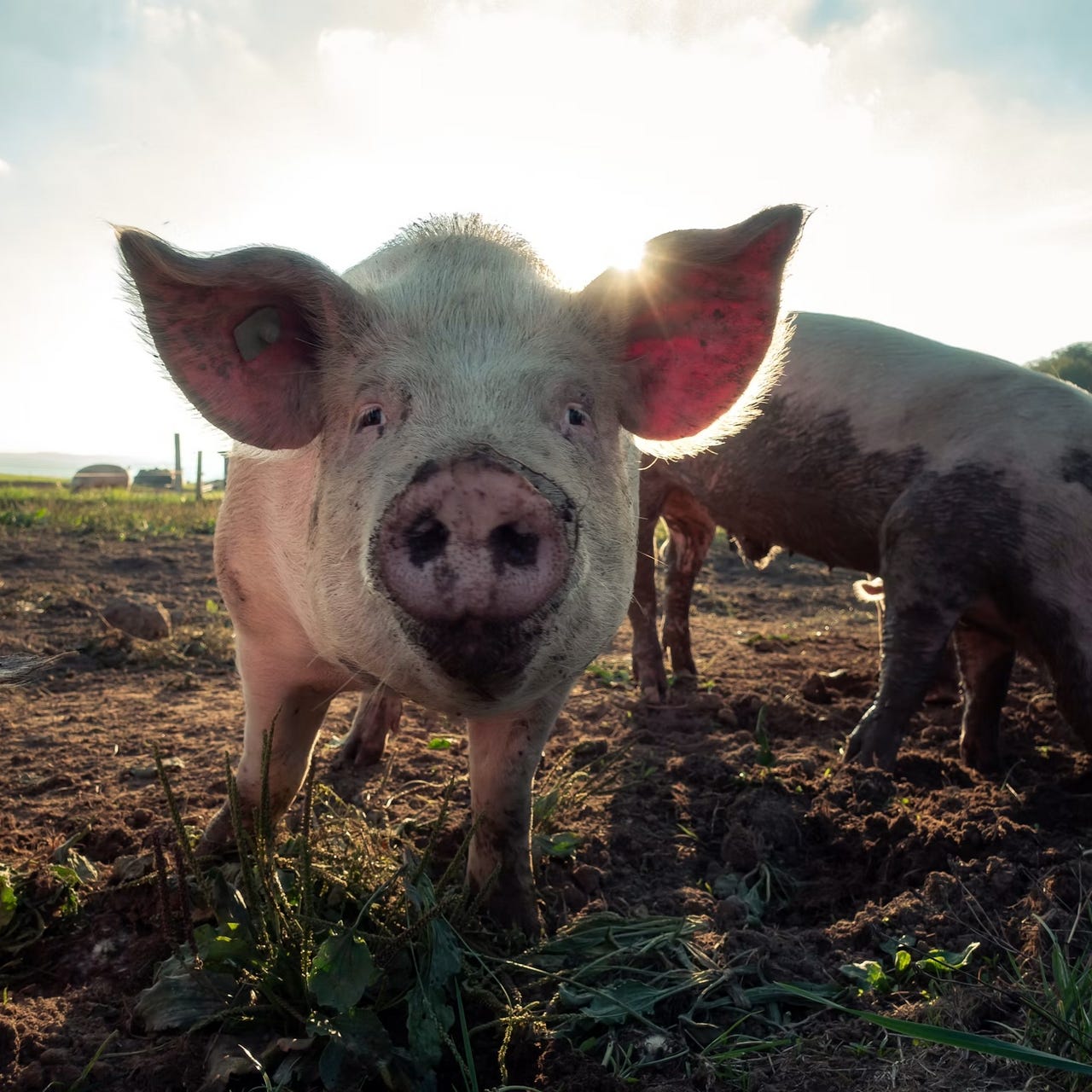 Farm Animal Welfare newsletter logo