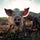 Farm Animal Welfare newsletter