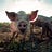 Farm Animal Welfare newsletter