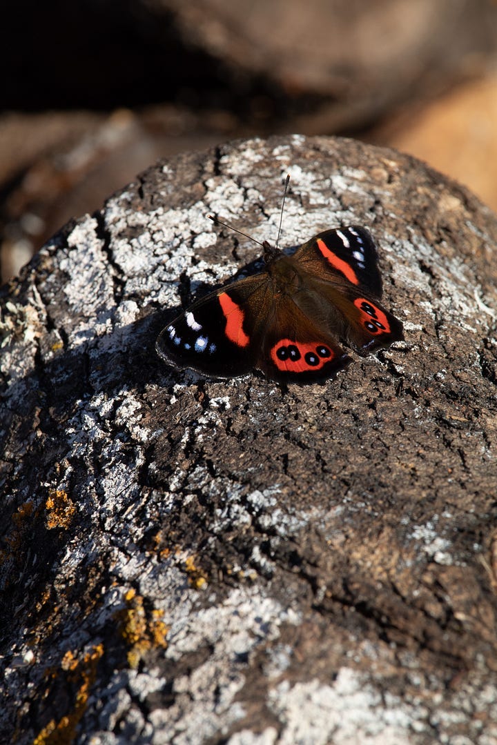 Four of our native butterflies in Aotearoa New Zealand
