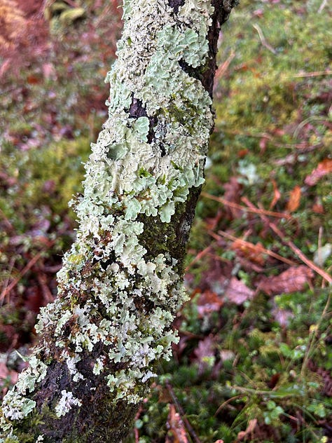 Photographs from Cloanaig Oakwoods, Kintyre