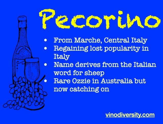 pecorinosquare