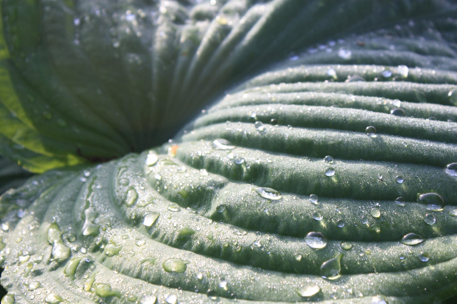raindrops on hosta leaf by R Faux