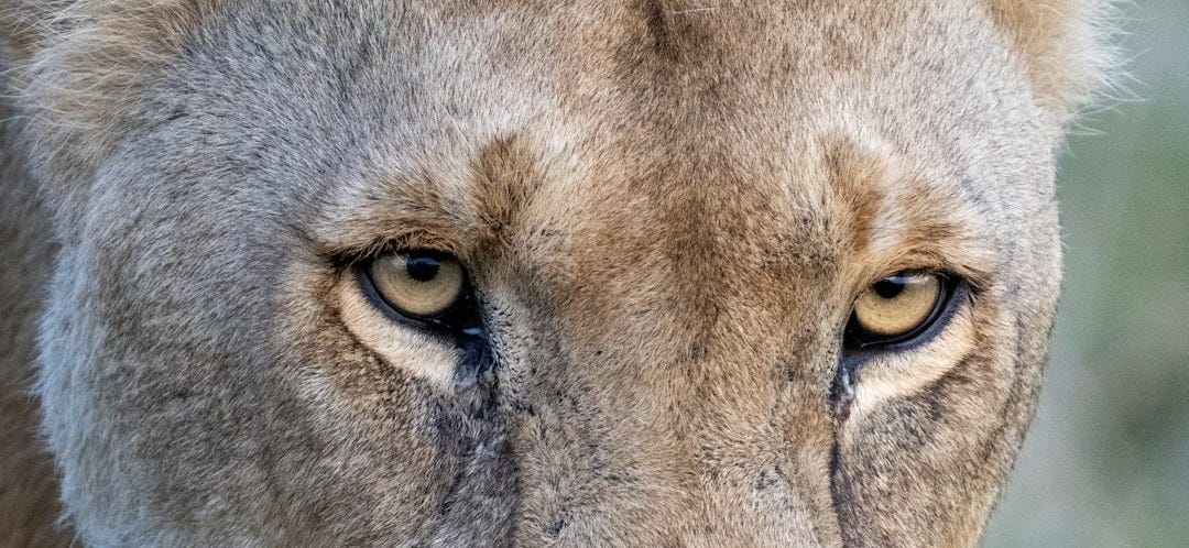a close up of a lion looking at the camera