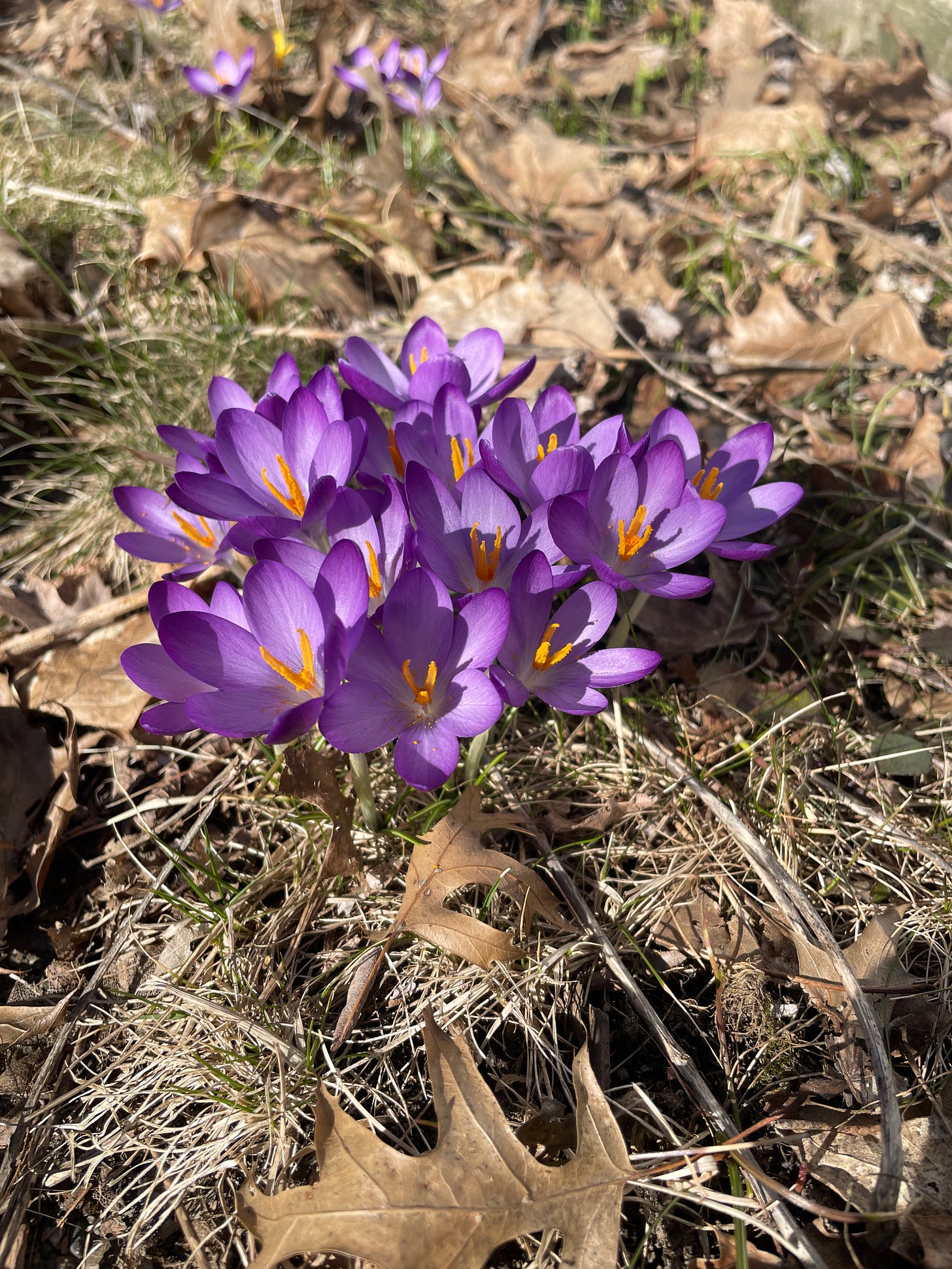 Purple crocus flowers emerging from the ground