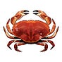 Libby Caulkins's avatar