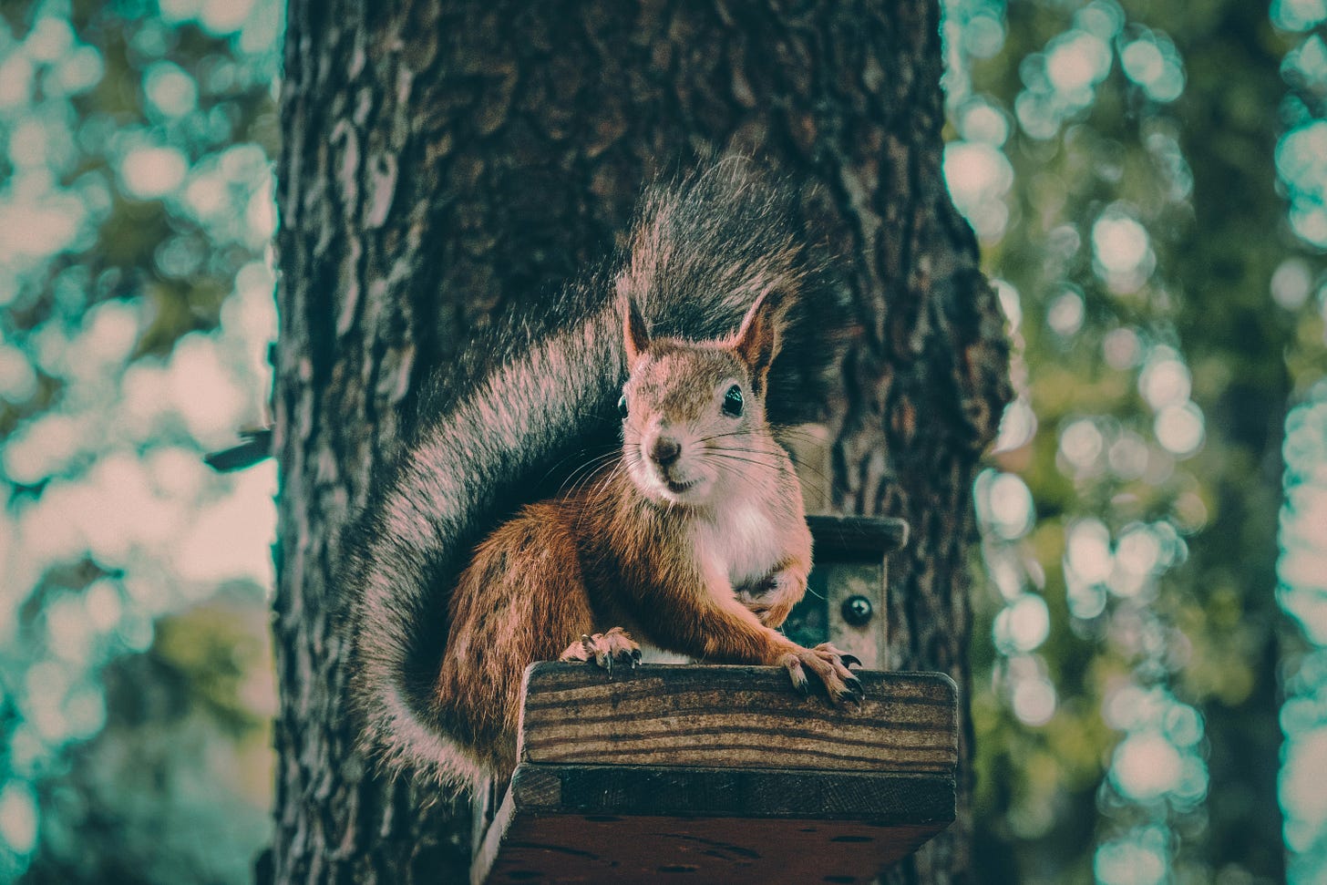 Lessons From a Squirrel: The Future of Smarter AI