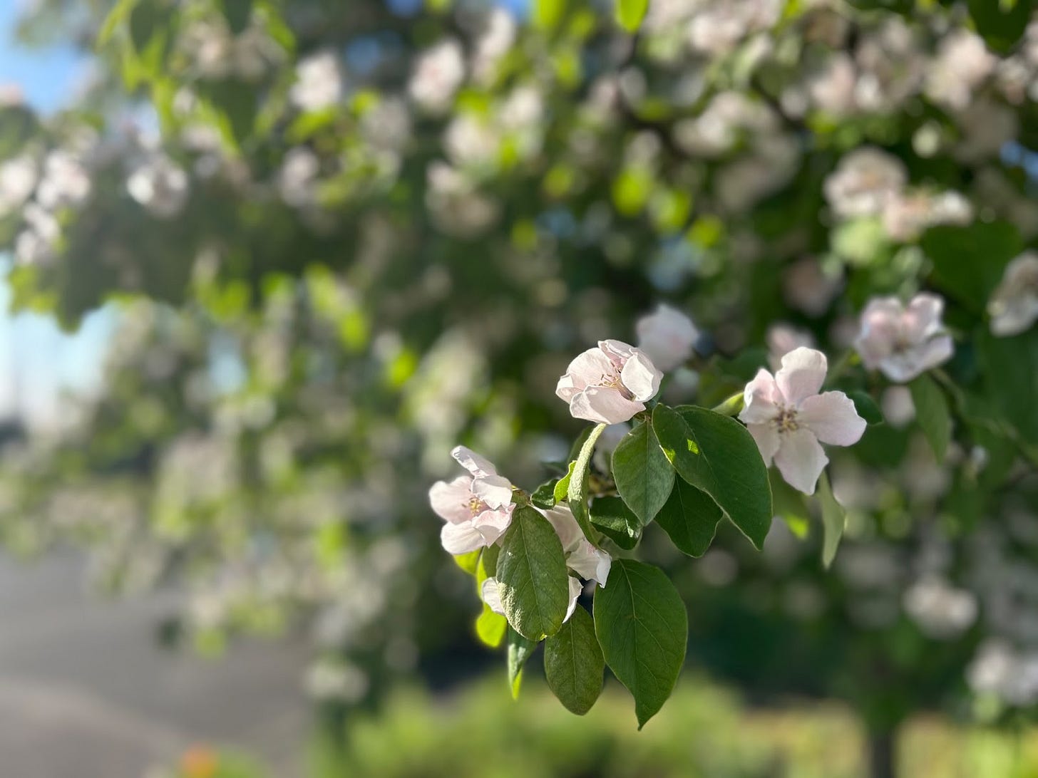 A branch of light pink quince blossoms in focus, more limbs dappled with blossoms in the background