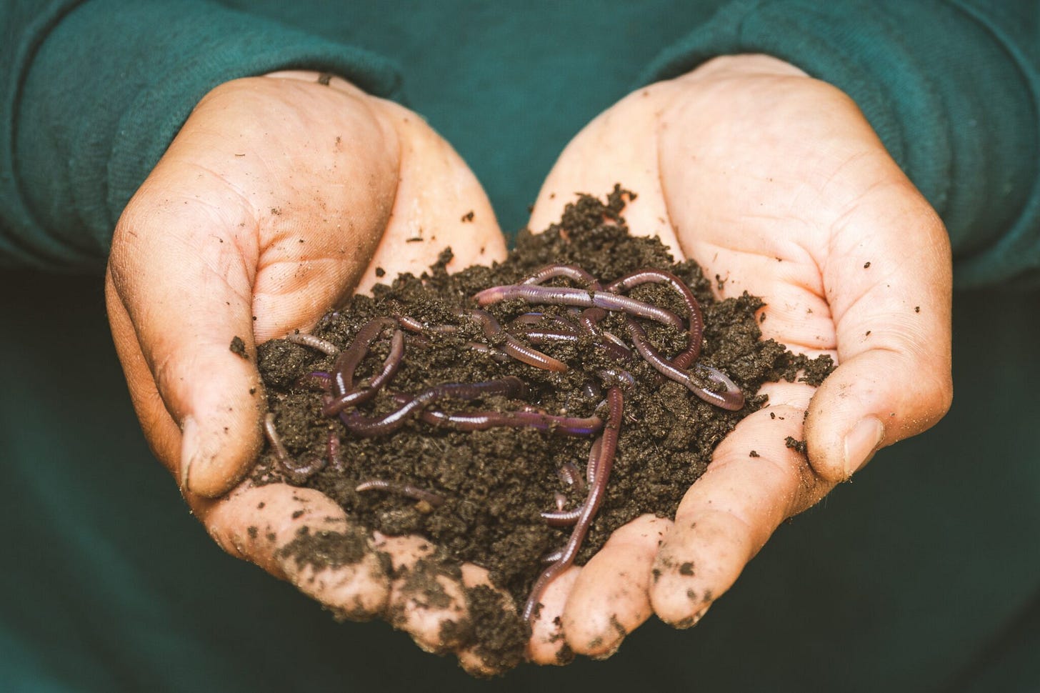 Hands cupping dark, healthy soil filled with earthworms against a green background