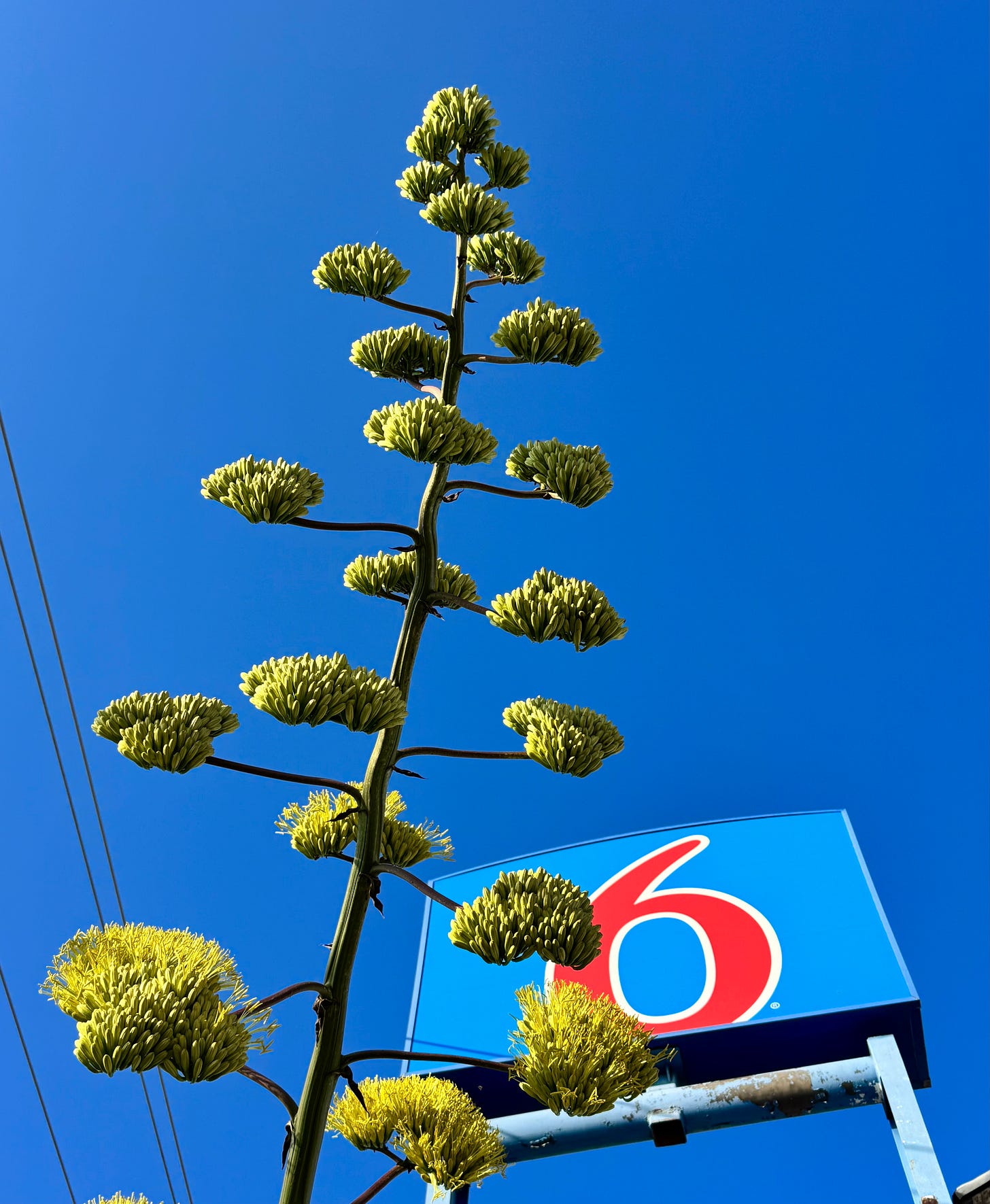 Agave bloom in front of Motel 6 sign