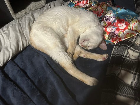 Nine images of Snow, a flame-point Siamese cat, resting in various cozy spots throughout her final year. Her expressions shift from serene to curious, capturing her enduring spirit and gentle presence.