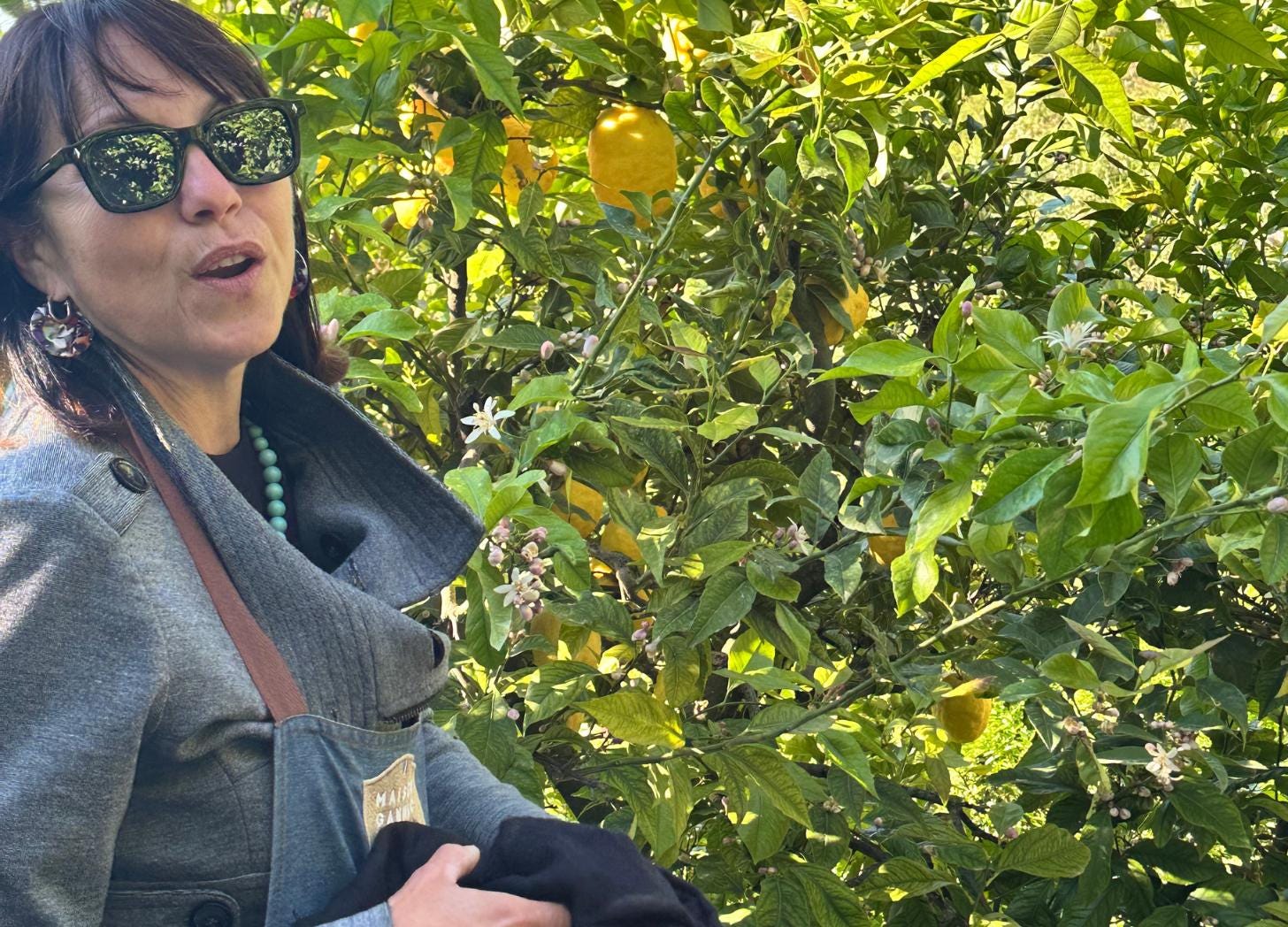 A Maison Gannac tour guide stands in front of a Menton lemon tree heavy with fruit during a visit to the working orchard.
