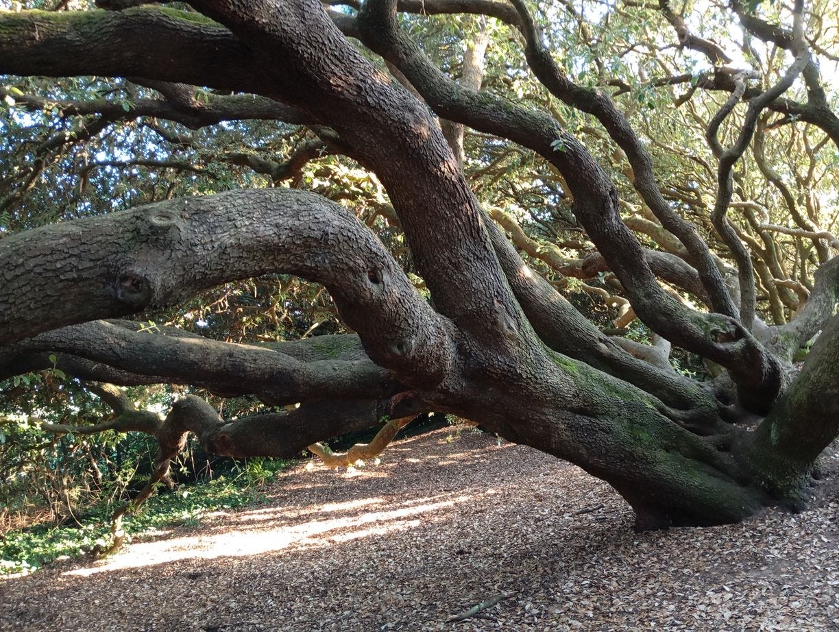 arbre