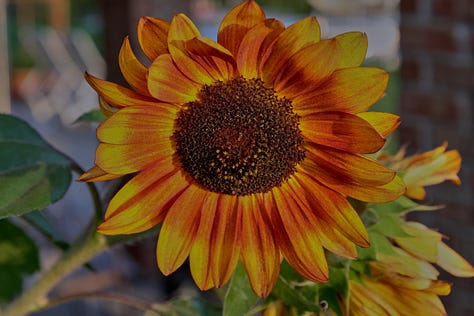 sunflowers of various colors
